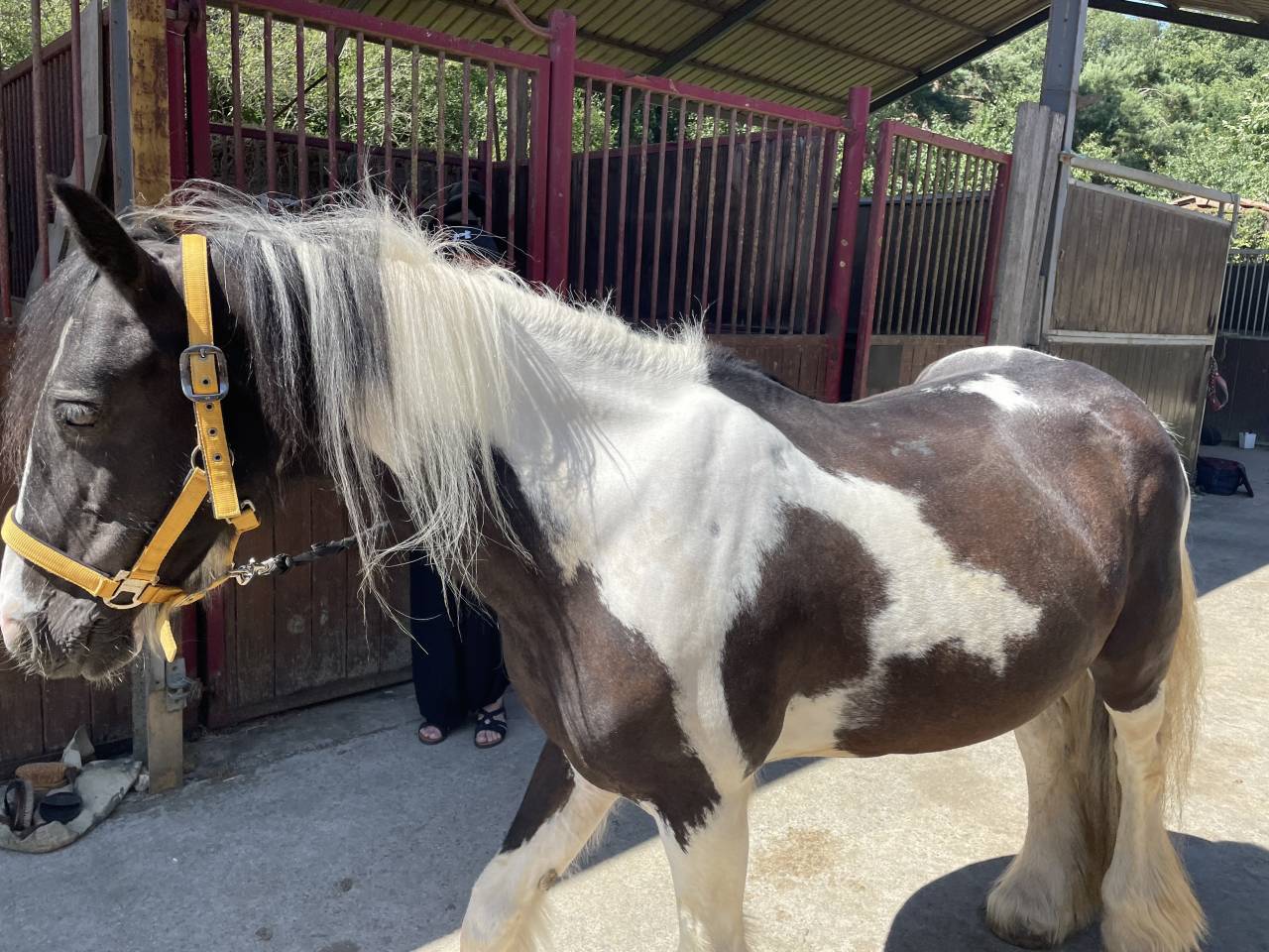 irish cob/ tinker de 15 ans à vendre 