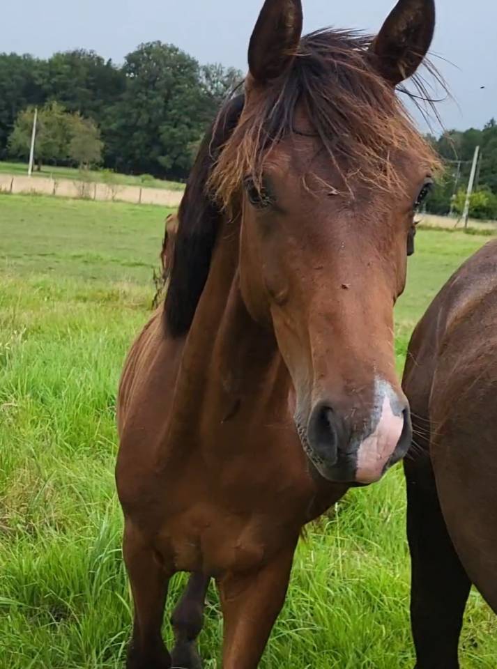 Cheval 2,5 ans pour loisir