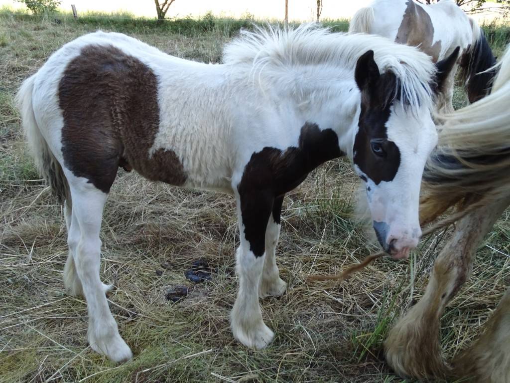 Bandage Corps Love Horses Cob Brown – Full Contact, Couleur Marron