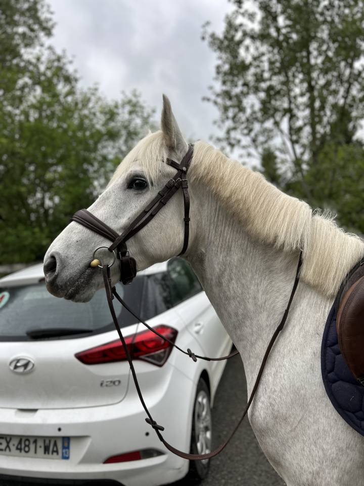 Ponette Camargue 5 ans 