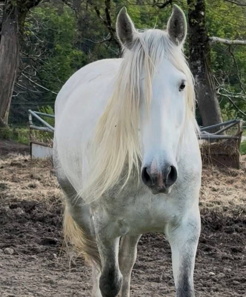 Cheval oc lusitanien