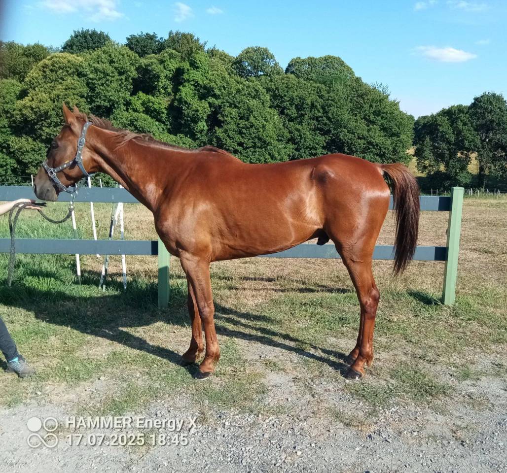 Hongre trotteur français 7 ans