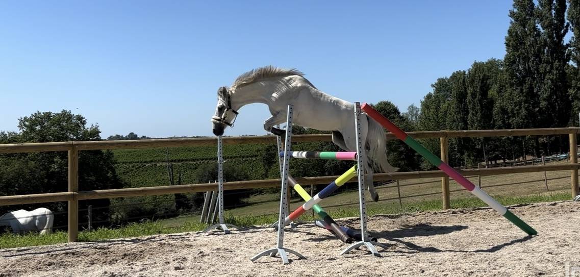 Poney connemara 