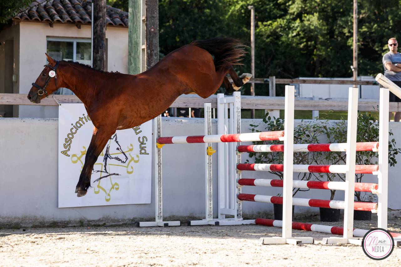 PONEY FRANCAIS DE SELLE 