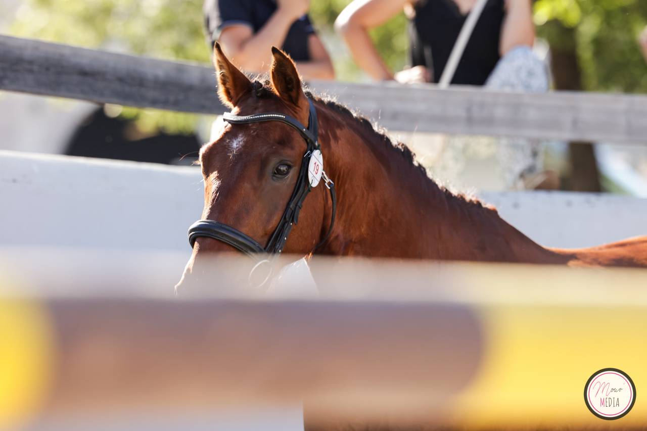 PONEY FRANCAIS DE SELLE 