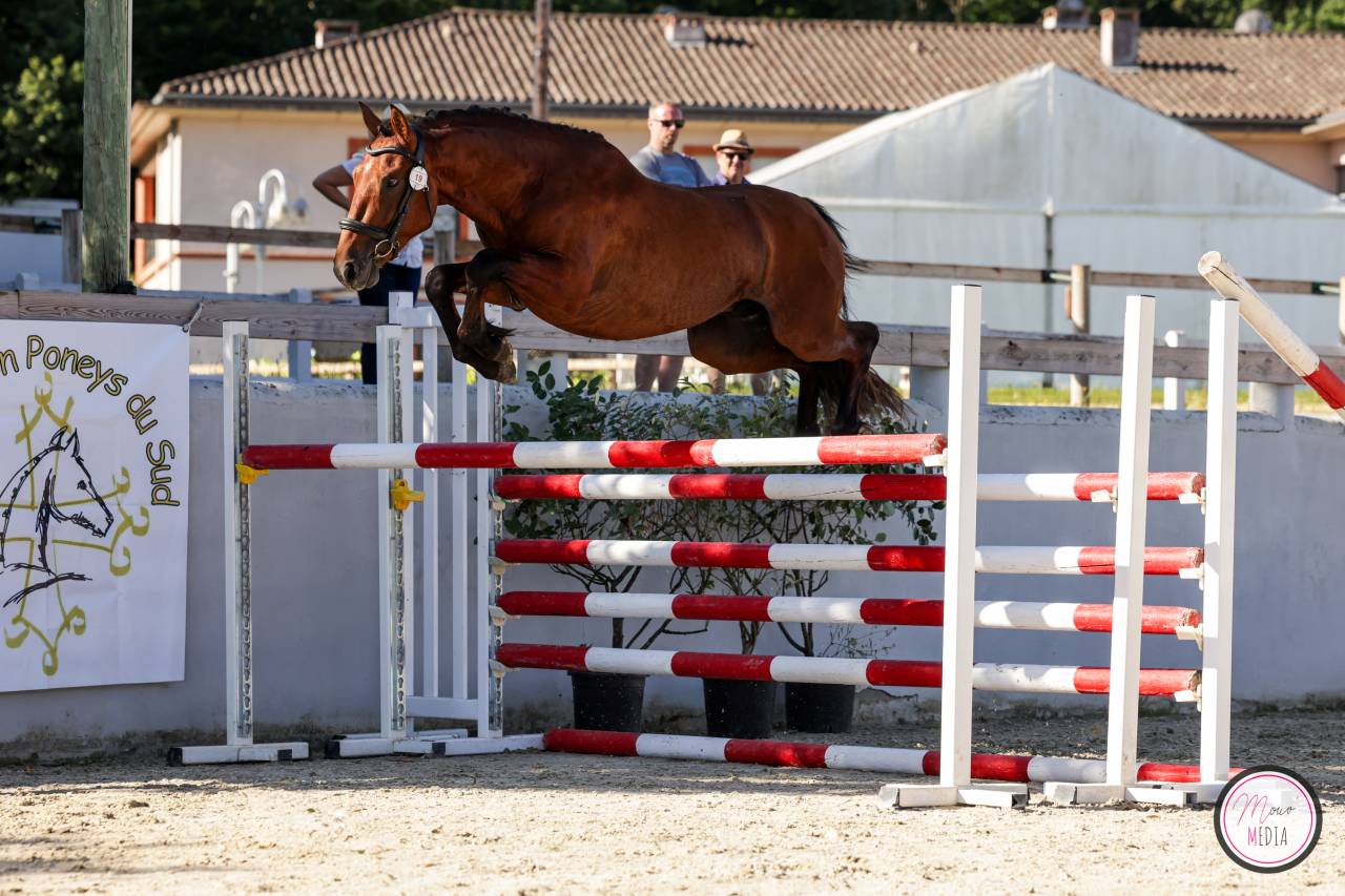 PONEY FRANCAIS DE SELLE 