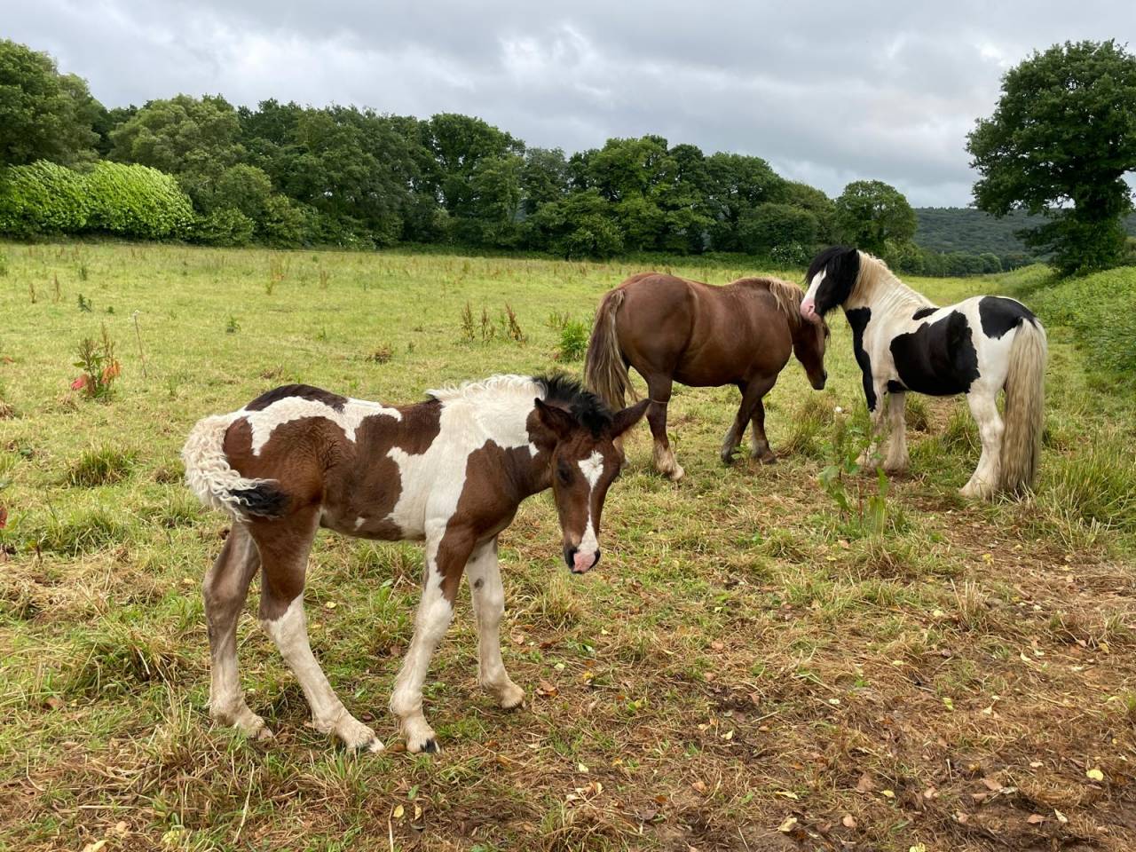 saillie par irish cob oc