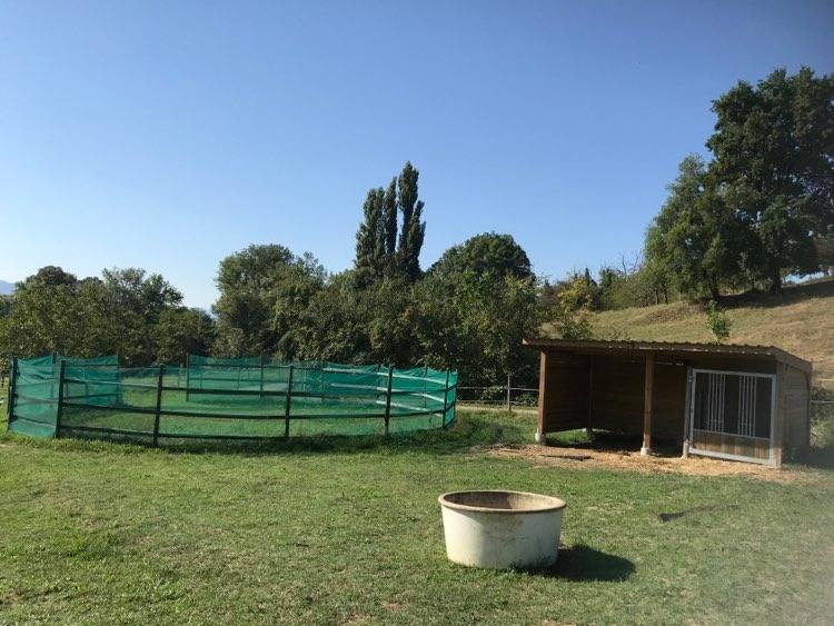 FORMATION CHEVAUX REFORMES DES COURSES