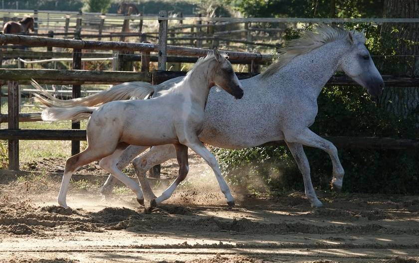 Pouliche croisement poney/cheval sport