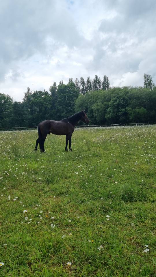 Cheval de loisir