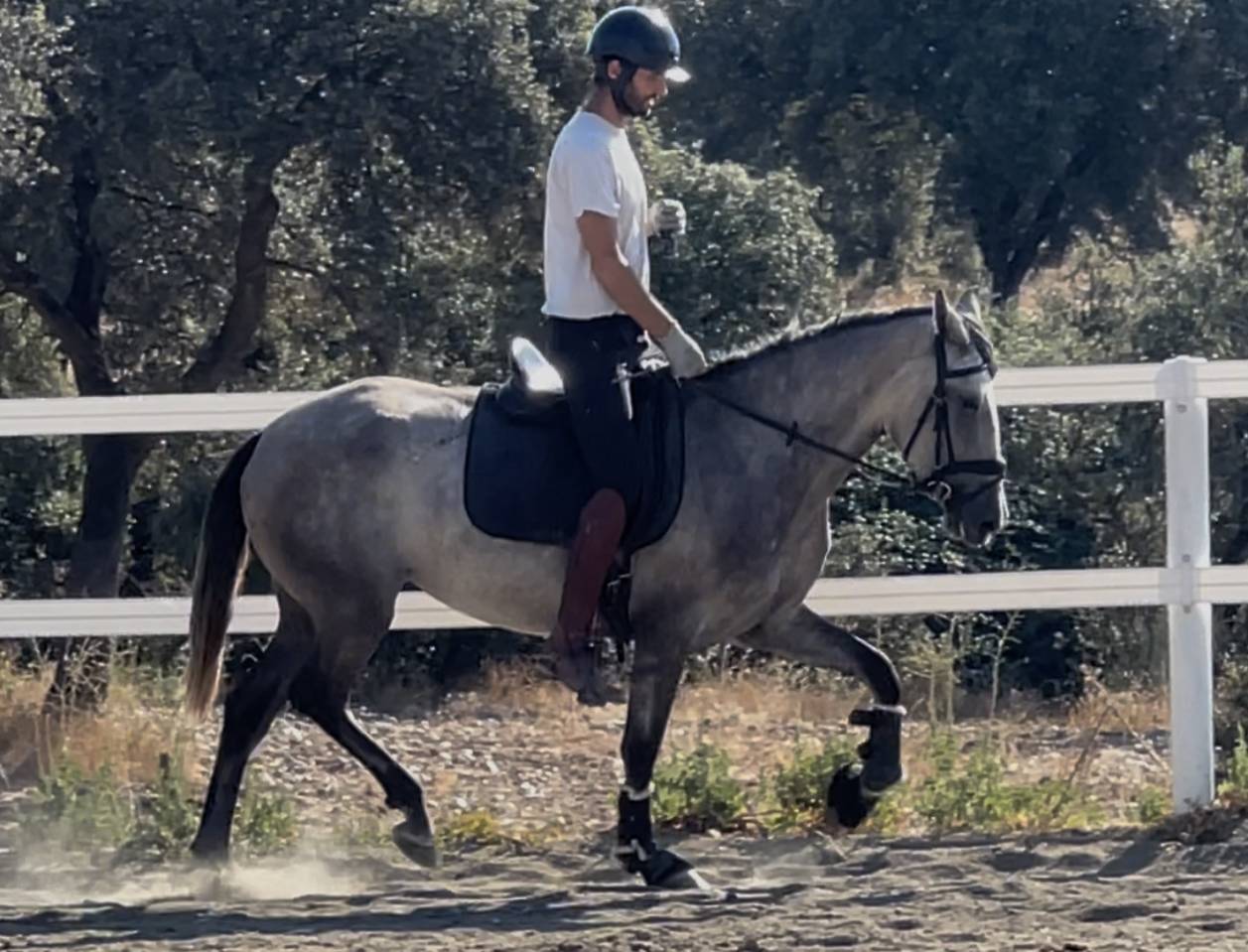 Luna –PRE calme et de la qualité faire plaisir