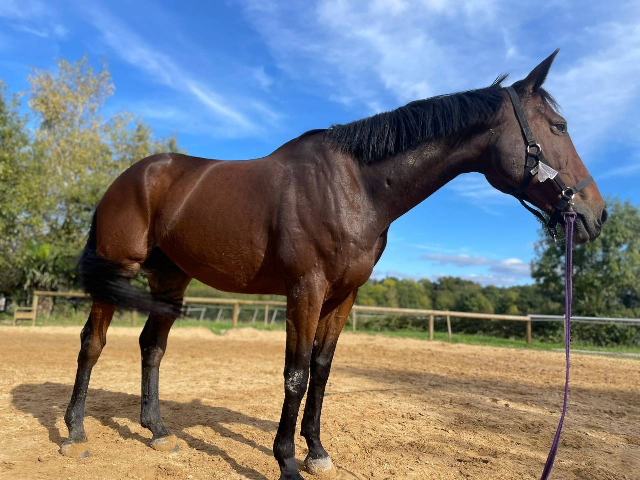 Cheval de loisirs 