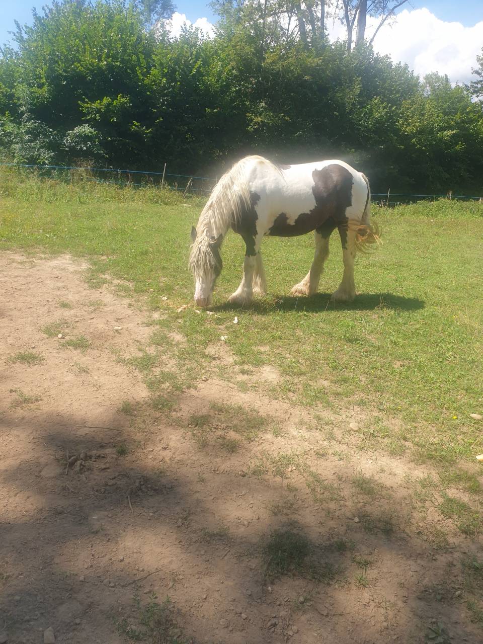 Jument irish cob 7 ans plein papier 