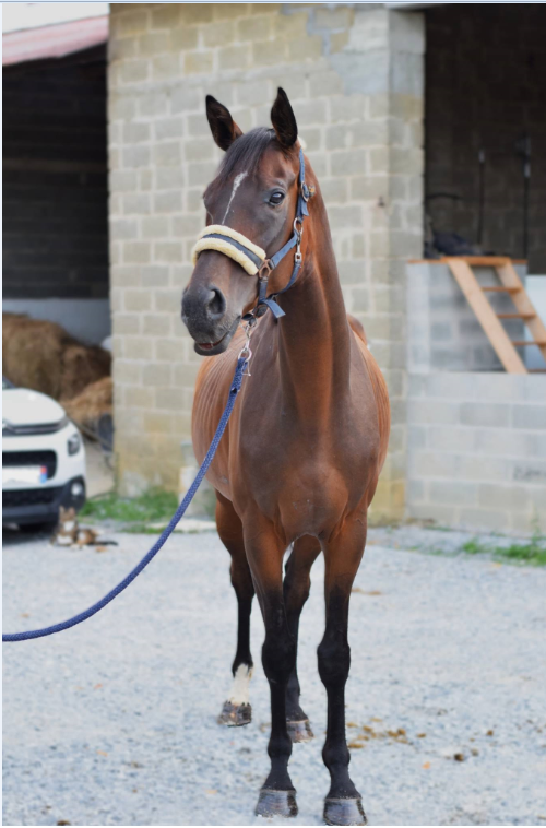 CHEVAL PS 5 ANS 1m66