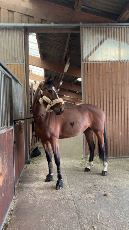 JUMENT POUR CSO AMATEUR/LOISIR/POULINIERE