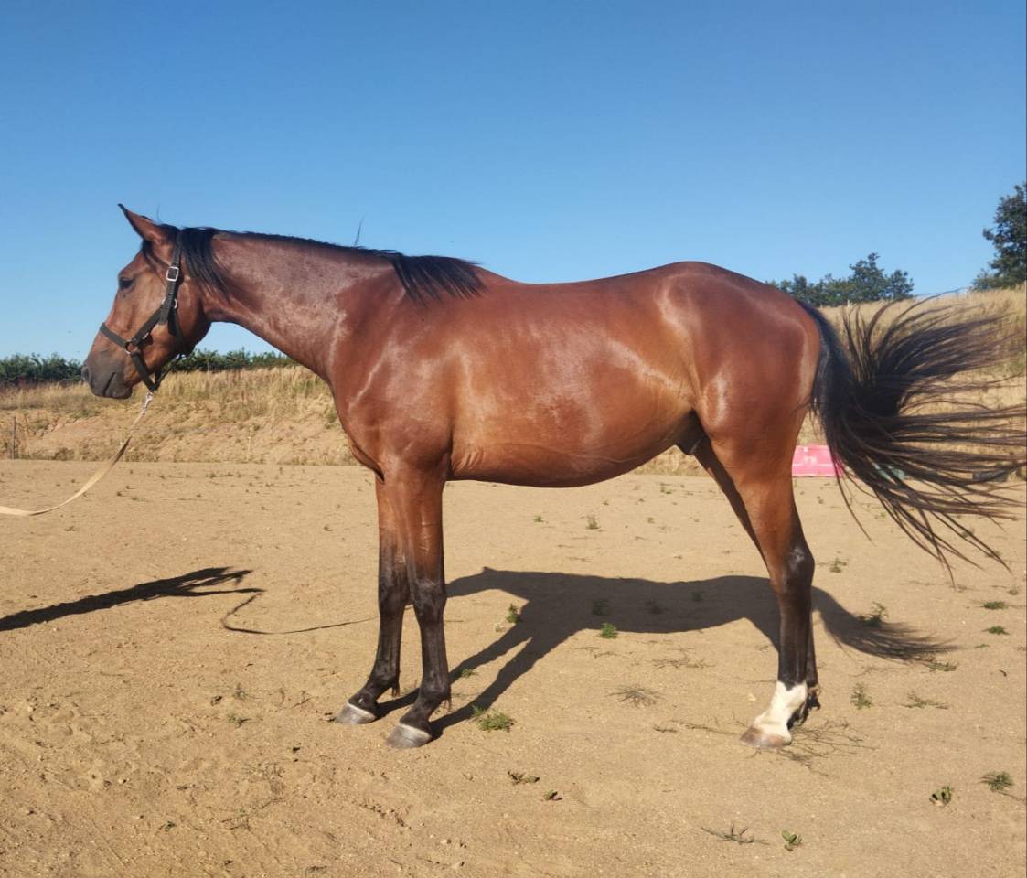Hongre selle français dressage 3 ans