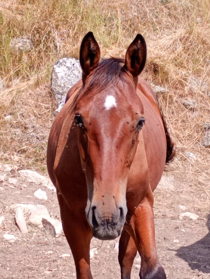 Poulain OC 1 an