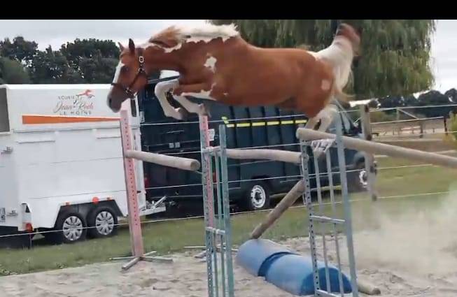 Jument pie 3 ans untouchable 27 