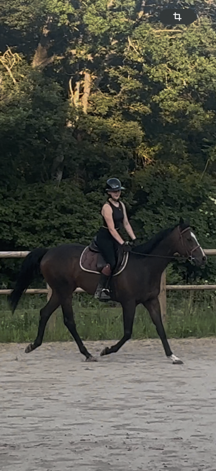 Saillie cheval