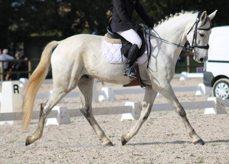 Joli hongre ISH de 8 ans pour amateur CSO