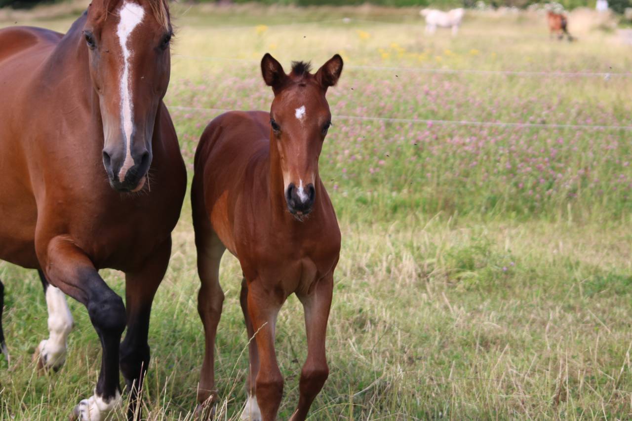Pouliche anglo-arabe par Hamdjani