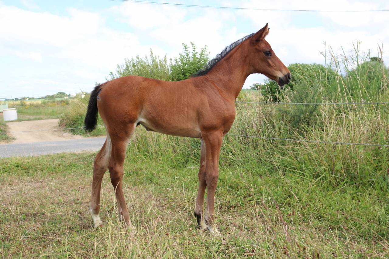 Pouliche anglo-arabe par Hamdjani