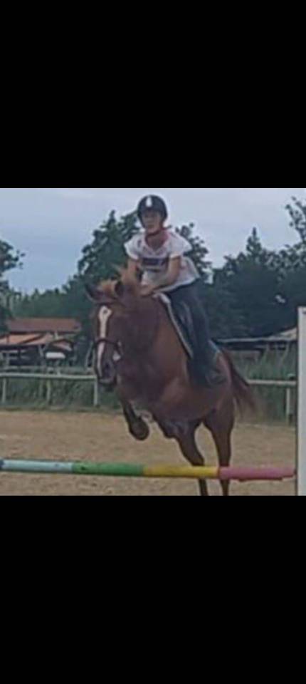 Ponette sport dsa