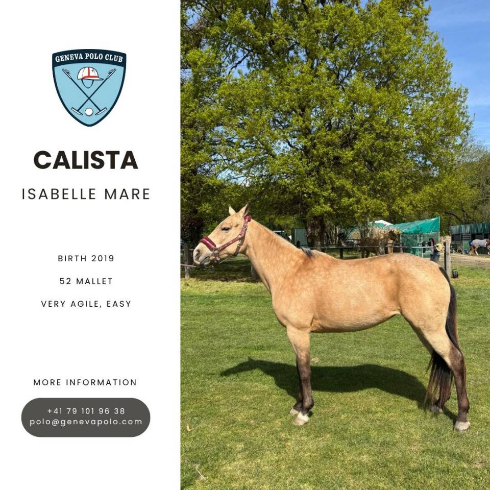 A VENDRE CHEVAL DE POLO