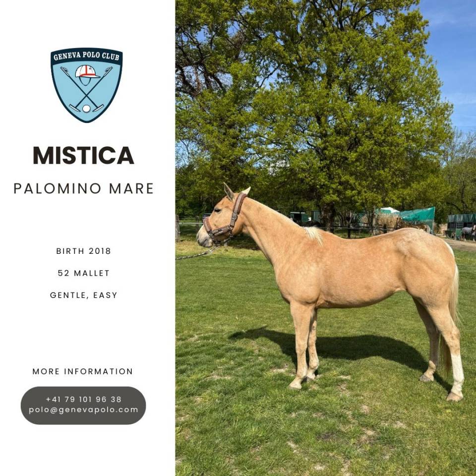 A VENDRE CHEVAL DE POLO