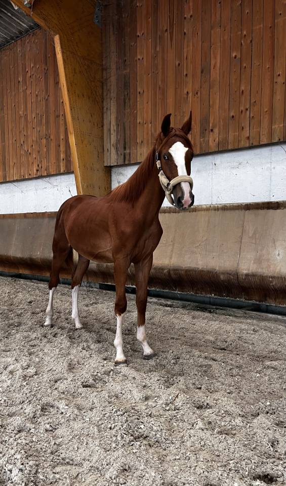 Jeune cheval 1 an à vendre 