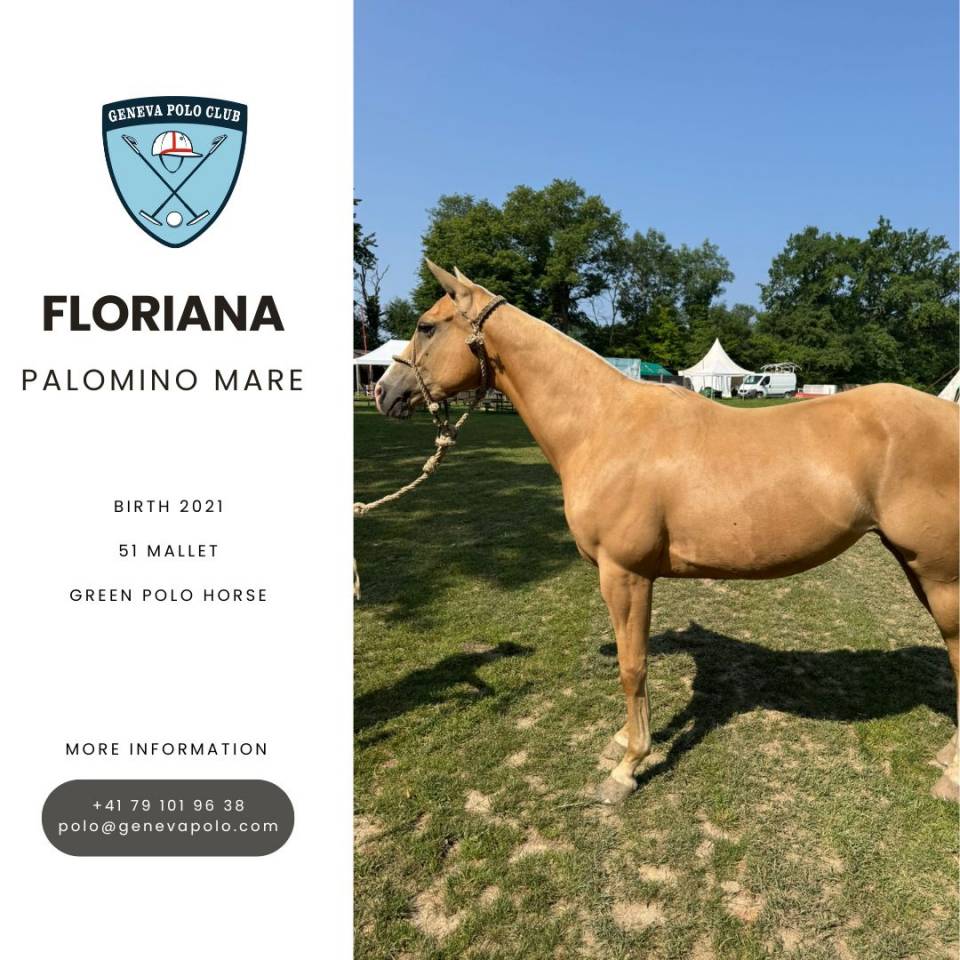 A VENDRE CHEVAL DE POLO