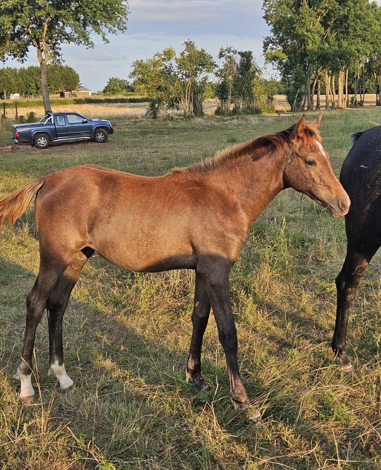 POULICHE 2025 TOP PEDIGREE