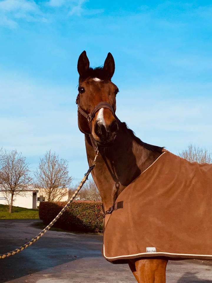 Hongre 13 ans Sport CSO à vendre 