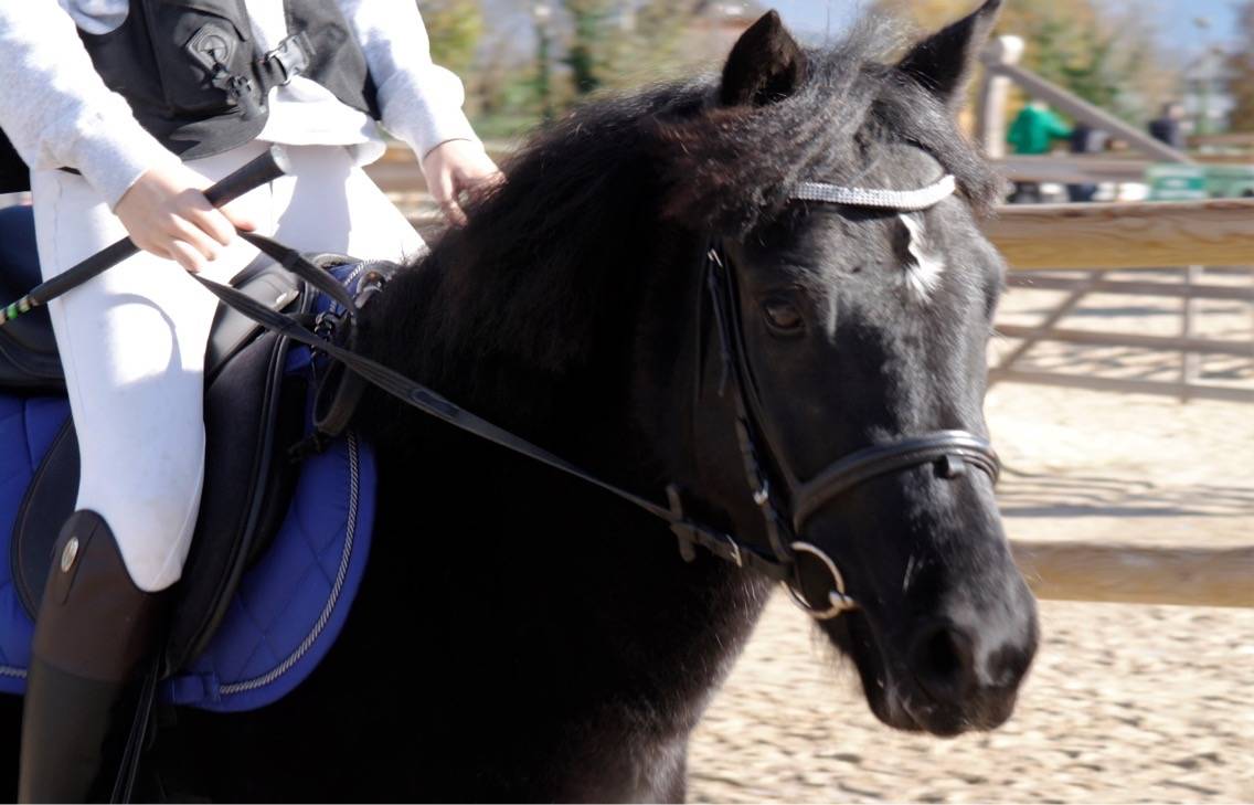 Ponette C à confier