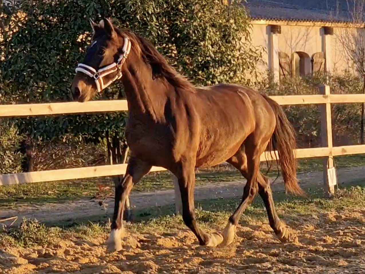 JUMENT PRE PURE RACE ESPAGNOLE