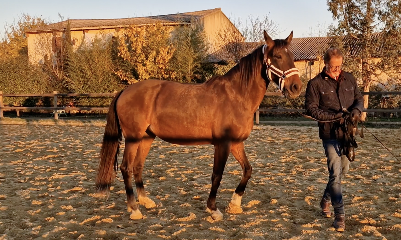 JUMENT PRE PURE RACE ESPAGNOLE