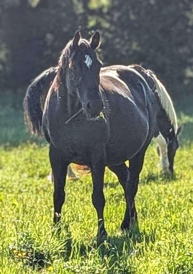Jument paint horse 