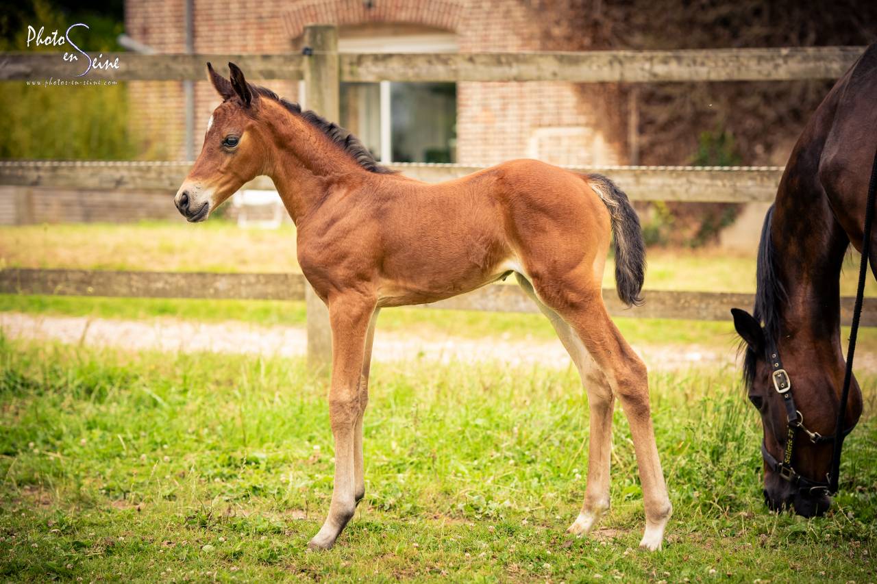 Jument foal PFS CSO par Kantje Ronaldo 