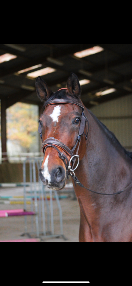 A vendre cheval maître d’école 