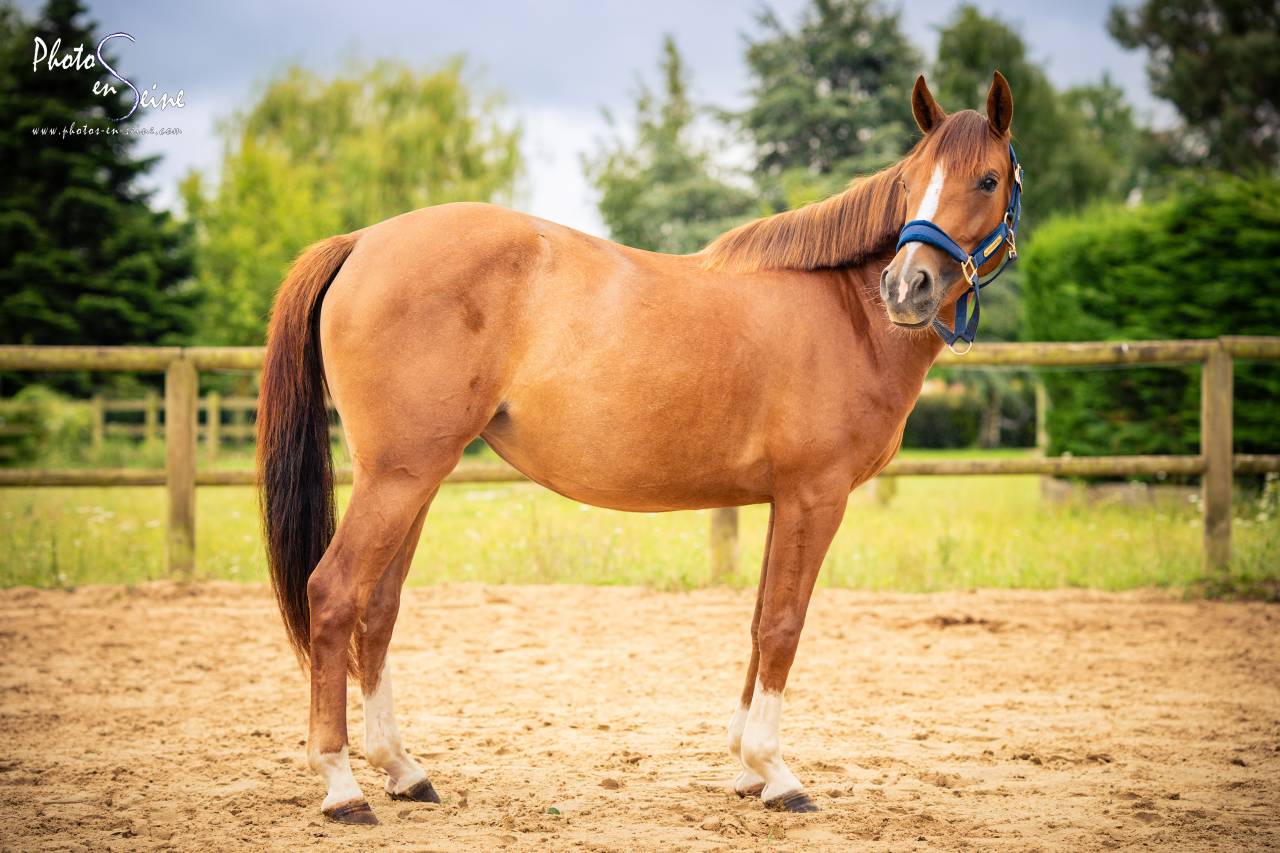 Jument 3 ans PFS par Linaro