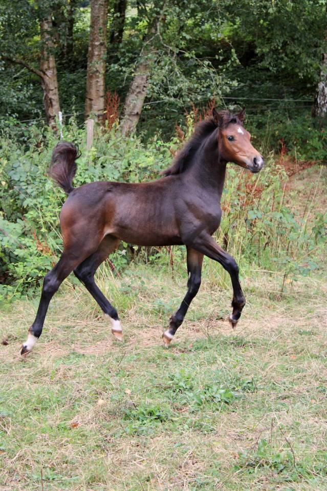 Pouliche futur D 