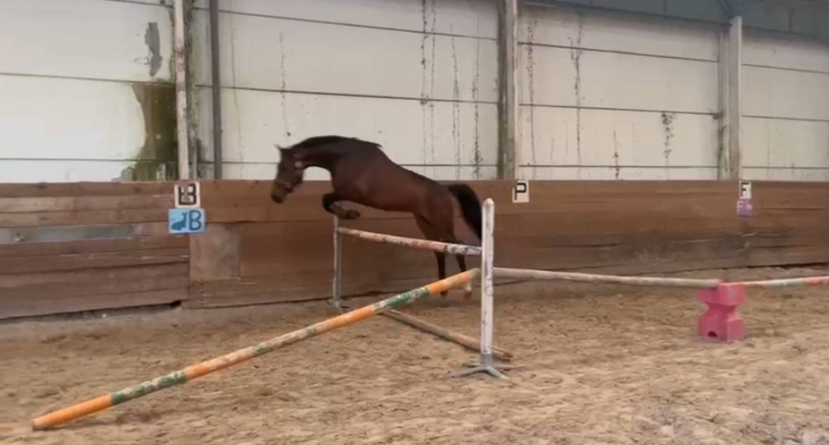 Jument de sport à vendre 