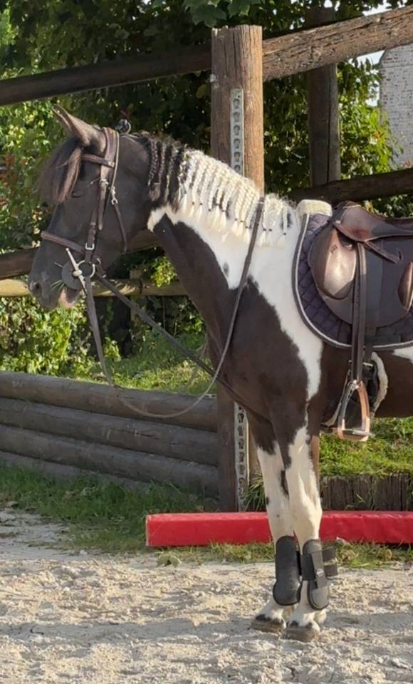 Ponette C de sport à vendre 