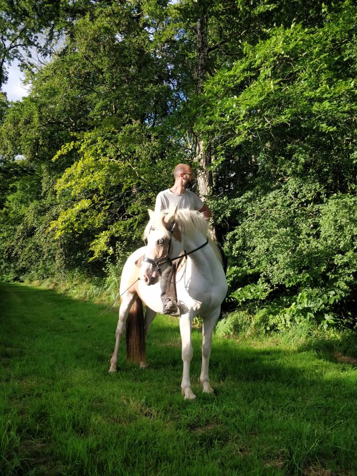 Formidable jument de loisir pie palomino aux yeux bleus