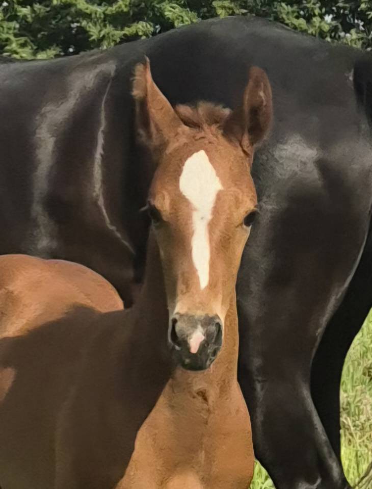 Foal excellente souche
