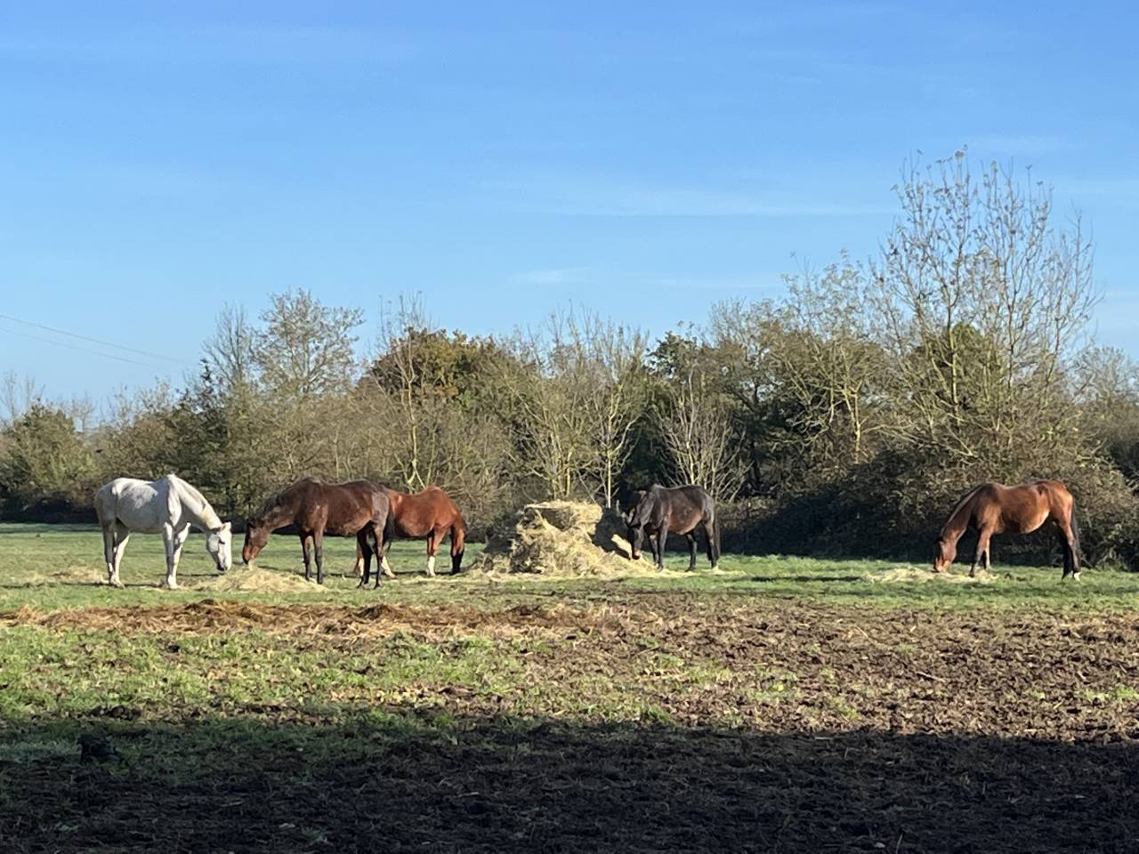 ecurie de propriétaire/ concours / élevage sur 140 Ha