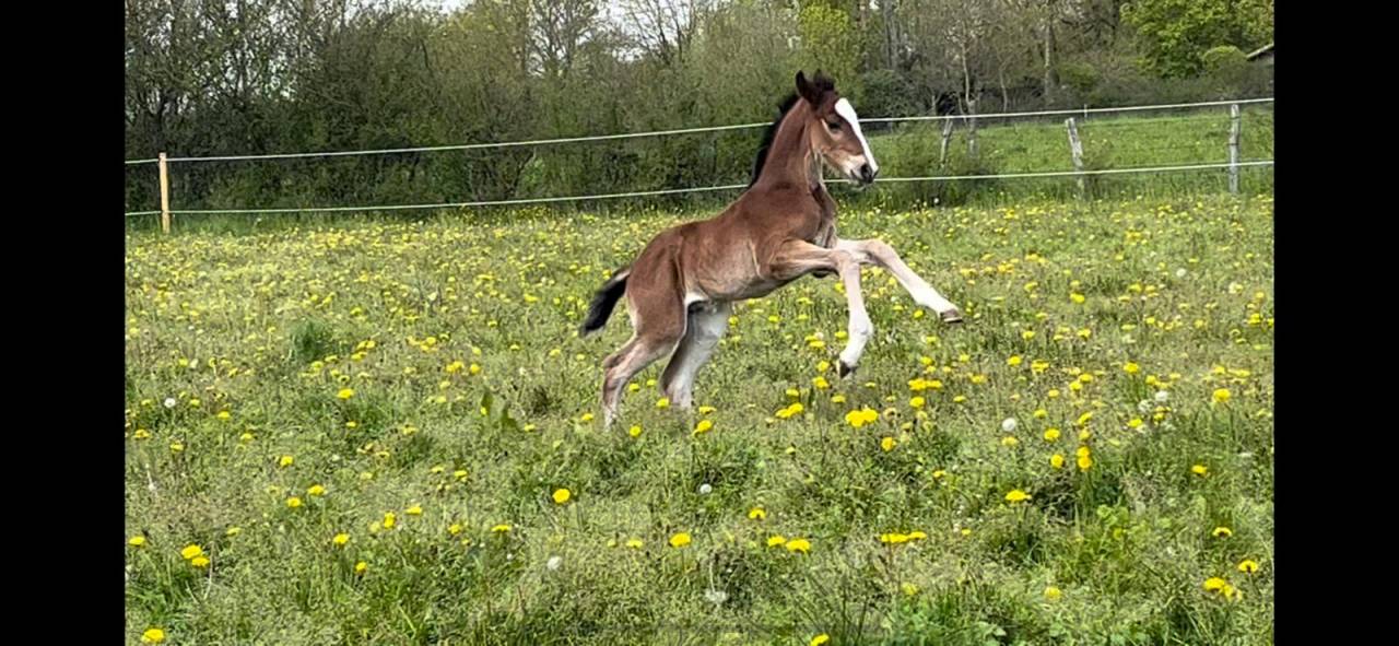 ecurie de propriétaire/ concours / élevage sur 140 Ha