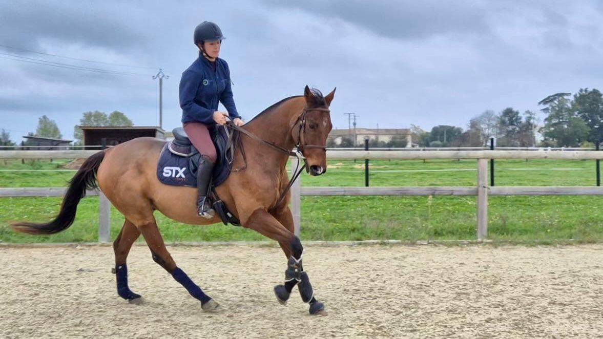 Vente cheval de sport et loisir 