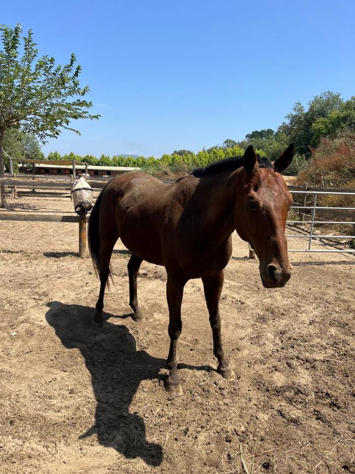 Vente cheval de sport et loisir 