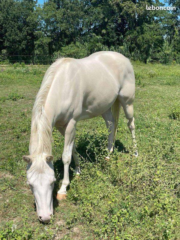 Jument paint horse 